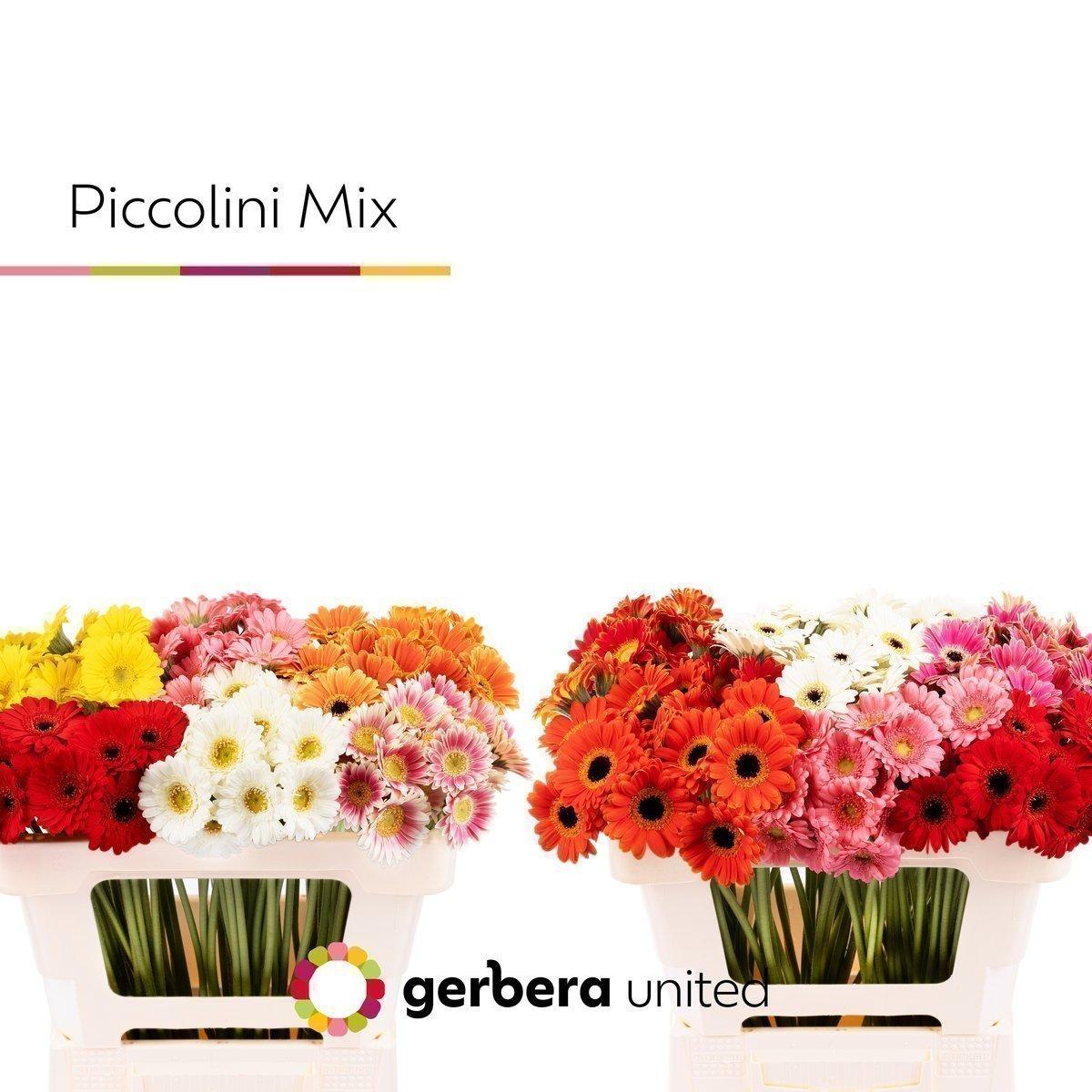 Срезанные цветы оптом Germini piccolini mix in bucket от 120шт из Голландии с доставкой по России
