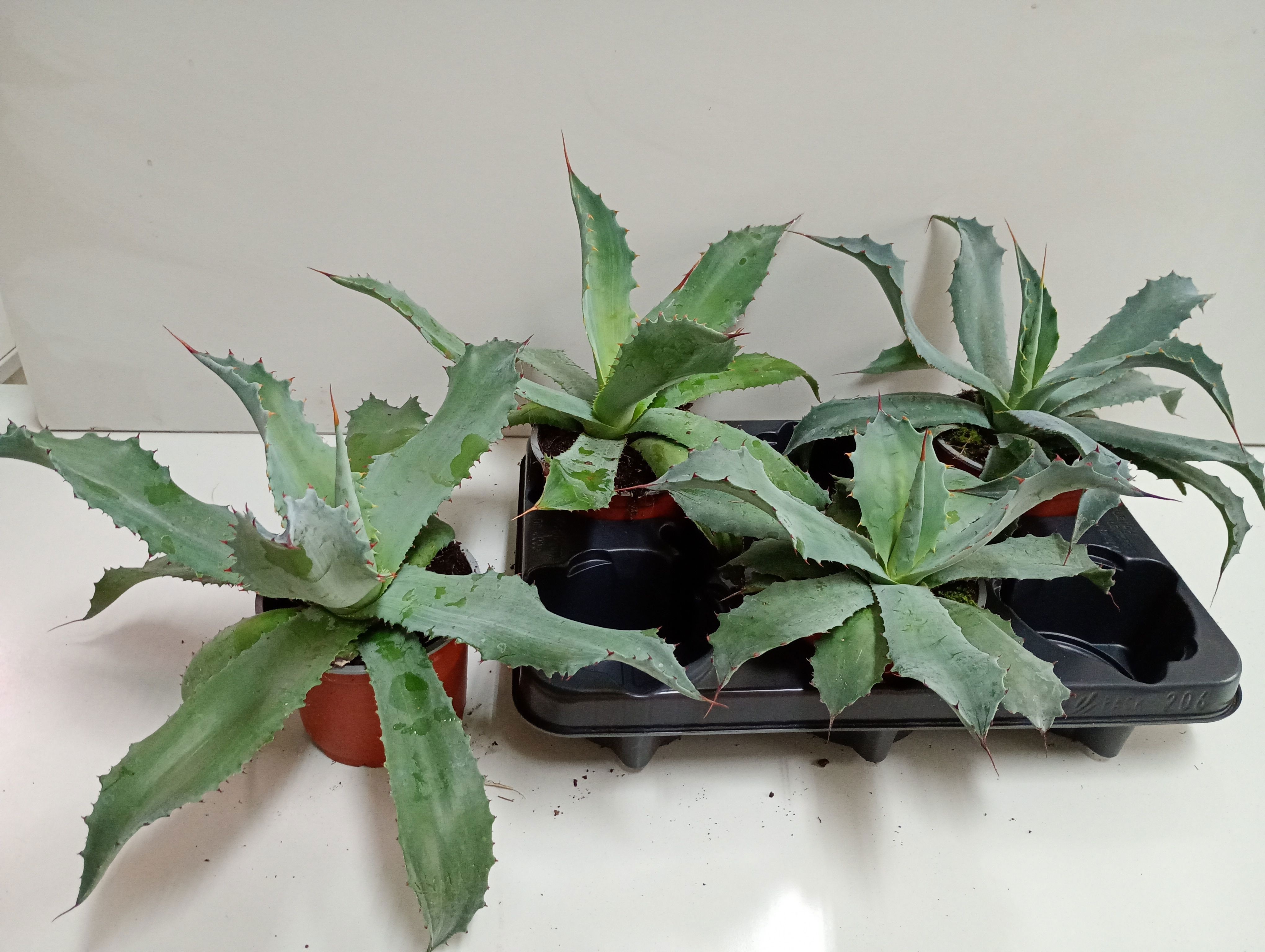Горшечные цветы и растения оптом Agave Ov от 3шт из Голландии с доставкой по России