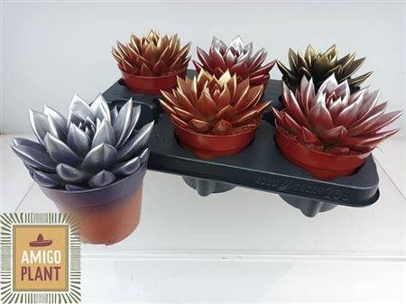 Горшечные цветы и растения оптом Echevieria Mix Painted от 6шт из Голландии с доставкой по России