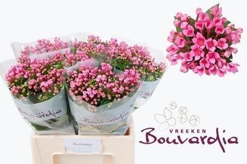 Срезанные цветы оптом Bouvardia si roza от 60шт из Голландии с доставкой по России