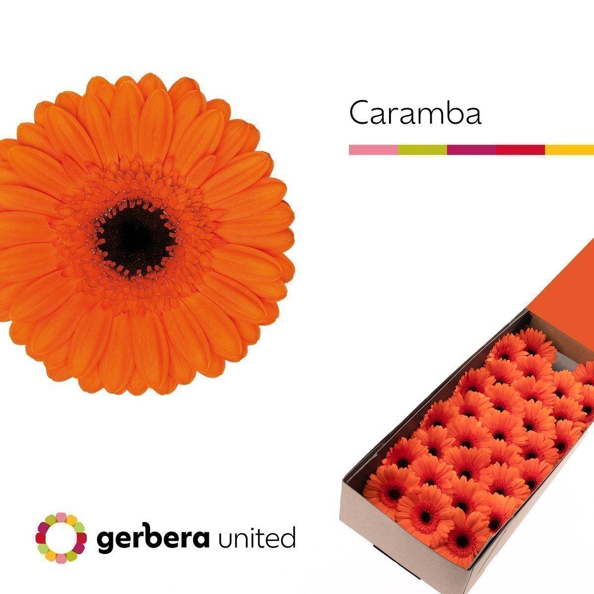 Срезанные цветы оптом Germini caramba от 60шт. из Голландии с доставкой по России