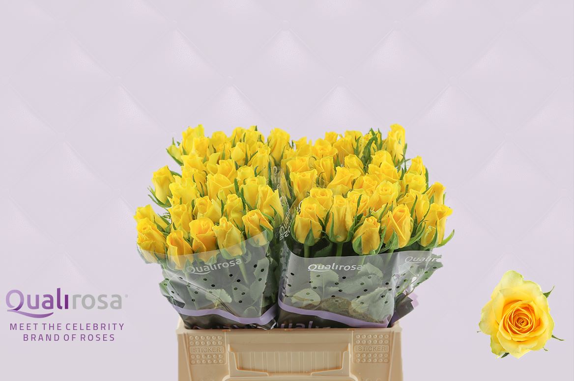 Срезанные цветы оптом Rosa large moonwalk от 60шт из Голландии с доставкой по России