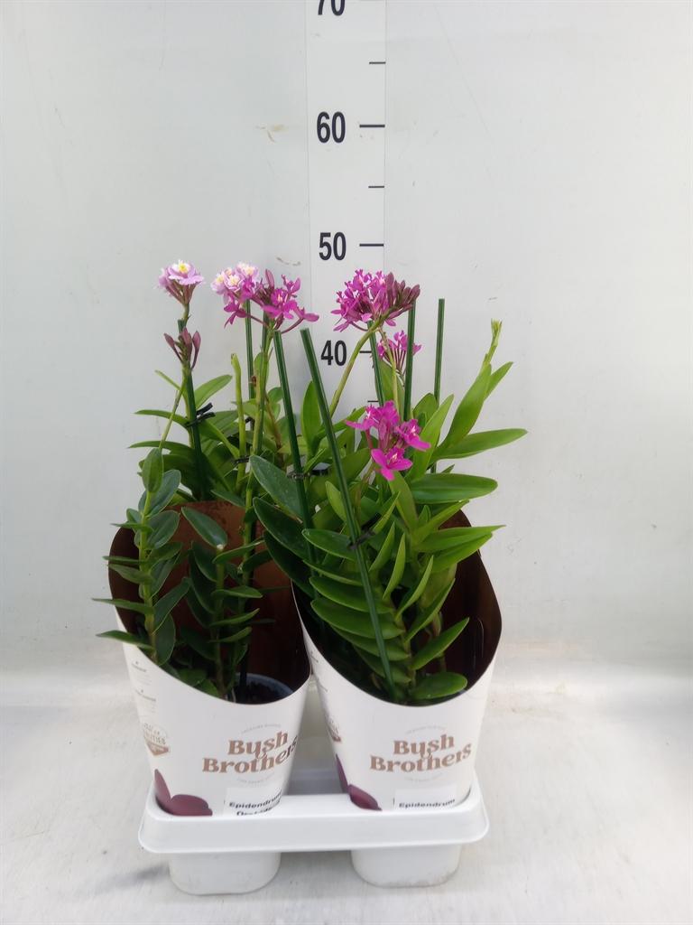 Горшечные цветы и растения оптом Epidendrum   ... от 4шт из Голландии с доставкой по России