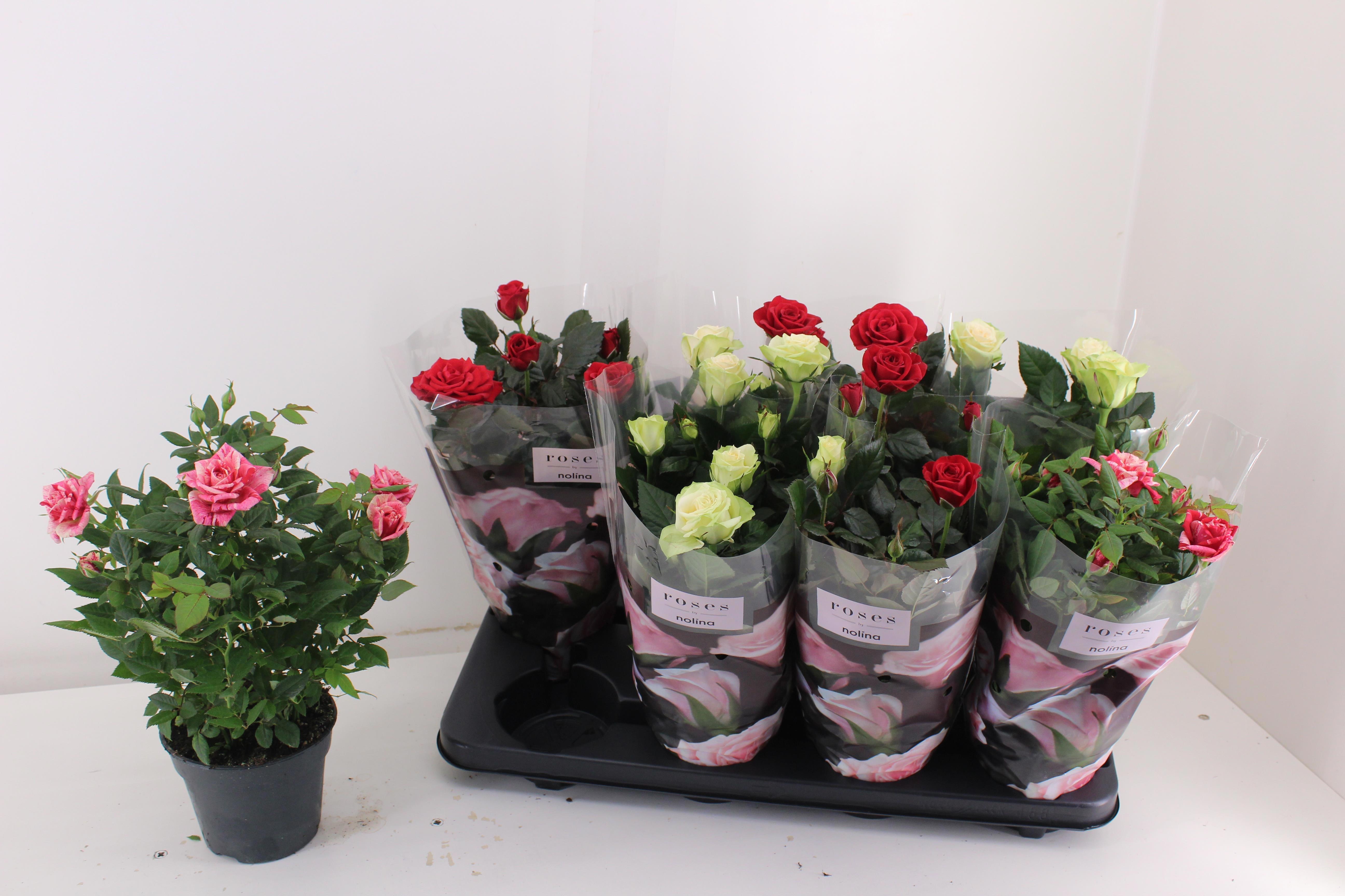 Горшечные цветы и растения оптом Ro Pathit Gem 3 Srt от 8шт из Голландии с доставкой по России