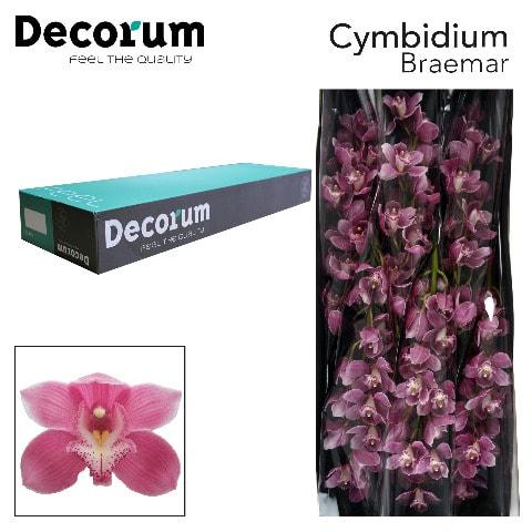 Срезанные цветы оптом Cymbidium pink braemar от 10шт. из Голландии с доставкой по России
