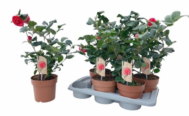 Горшечные цветы и растения оптом Came J Lady Campbel от 6шт из Голландии с доставкой по России