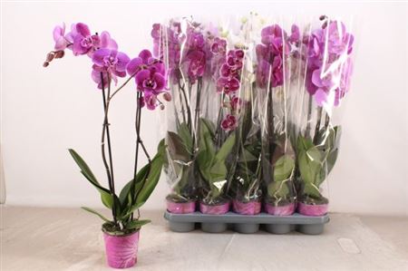 Горшечные цветы и растения оптом Phal 2st Mix 16+ (piko) от 10шт из Голландии с доставкой по России