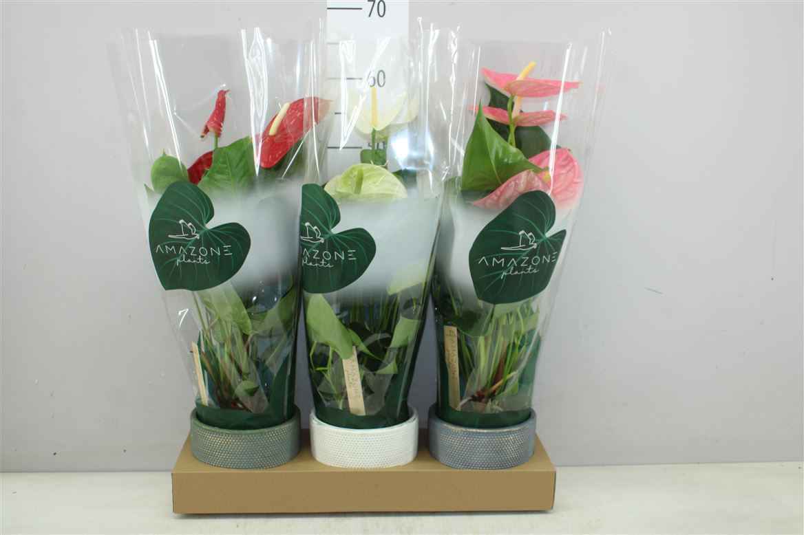 Горшечные цветы и растения оптом Anth An Gemengd Luxe Keramiek от 3шт из Голландии с доставкой по России