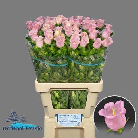 Срезанные цветы оптом Campanula campana pearl pink от 40шт из Голландии с доставкой по России