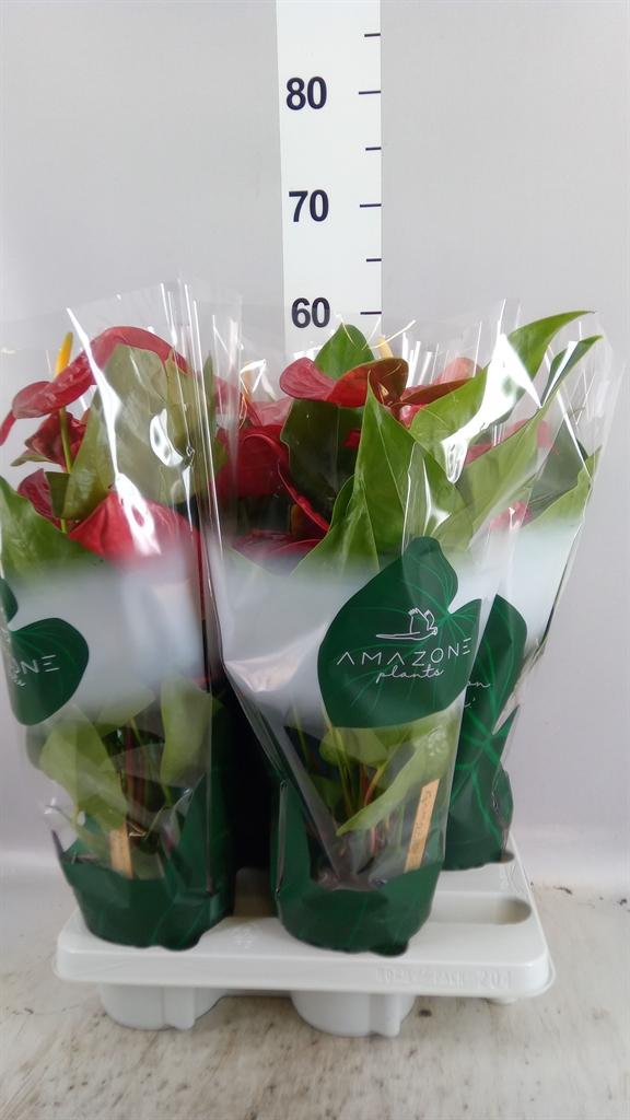 Горшечные цветы и растения оптом Anthurium Andr. nevada от 4шт из Голландии с доставкой по России