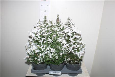 Горшечные цветы и растения оптом Cham Th Top Point In De Sneeuw от 6шт из Голландии с доставкой по России