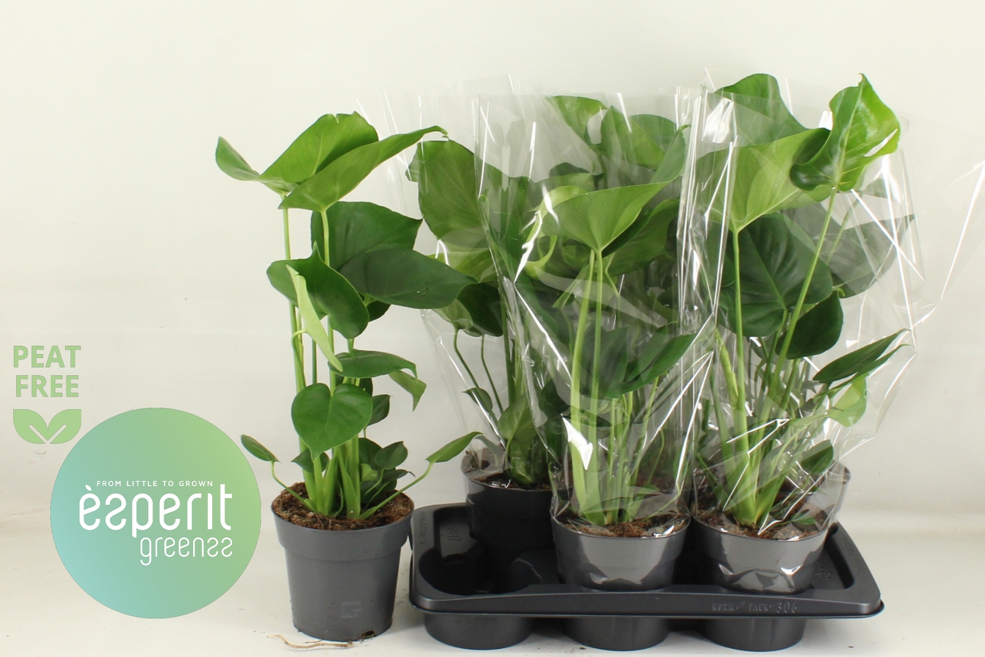 Горшечные цветы и растения оптом Monstera Deliciosa от 6шт' из Голландии с доставкой по России