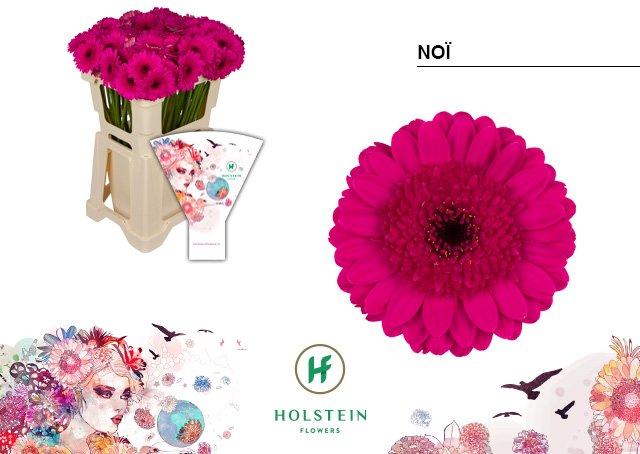 Срезанные цветы оптом Germini noi от 80шт из Голландии с доставкой по России