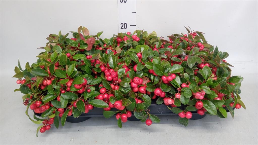 Горшечные цветы и растения оптом Gaultheria Proc. big Berry от 6шт из Голландии с доставкой по России