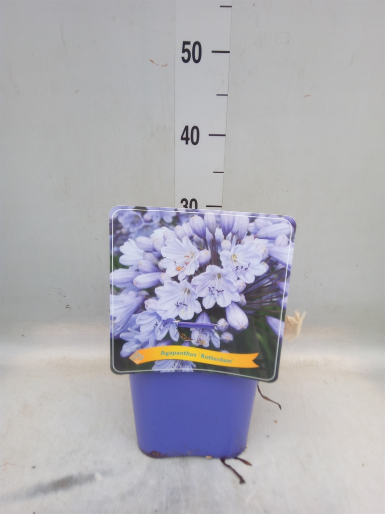 Горшечные цветы и растения оптом Agapanthus   ... от 1шт из Голландии с доставкой по России