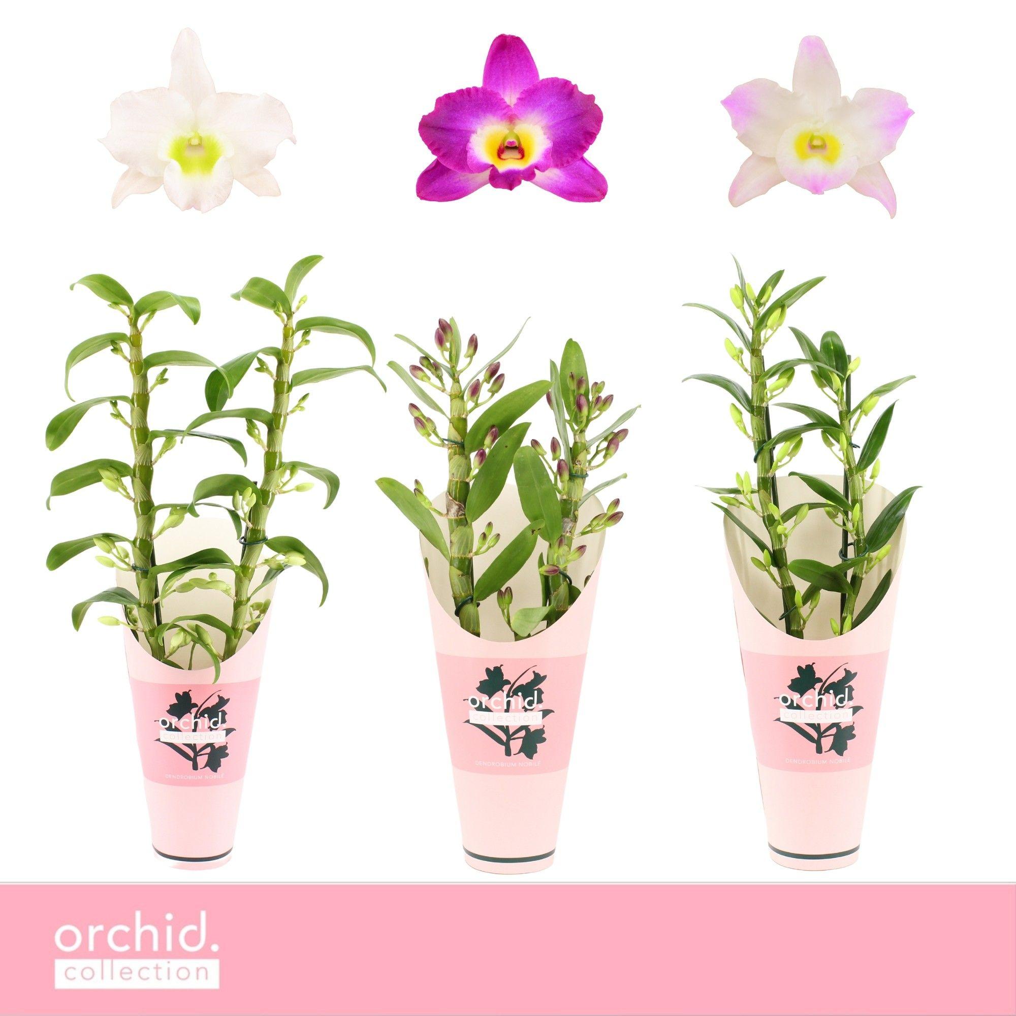 Горшечные цветы и растения оптом Dendr Nob 2st Mix Orchid Collection от 6шт из Голландии с доставкой по России
