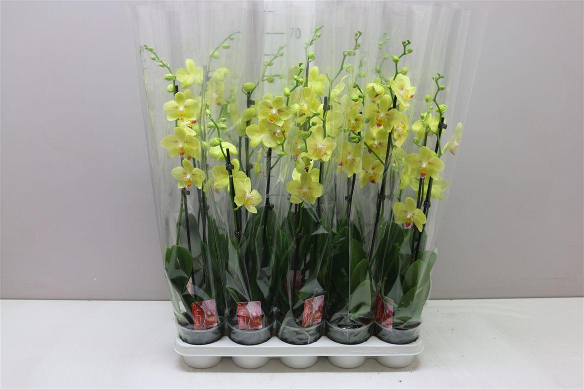 Горшечные цветы и растения оптом Phal Geel 3 Tak от 10шт из Голландии с доставкой по России