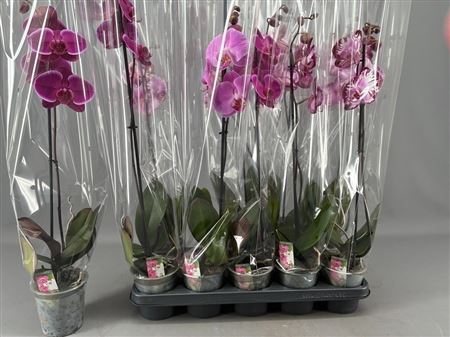 Горшечные цветы и растения оптом Phal Gem 1 Branche 7+ от 10шт из Голландии с доставкой по России