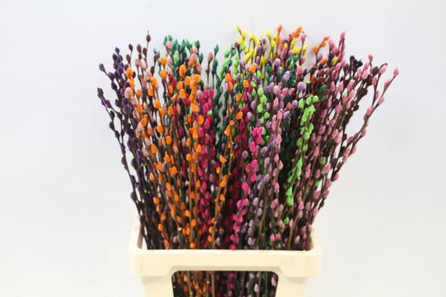 Срезанные цветы оптом Salix paint pussy willow mix от 200шт из Голландии с доставкой по России