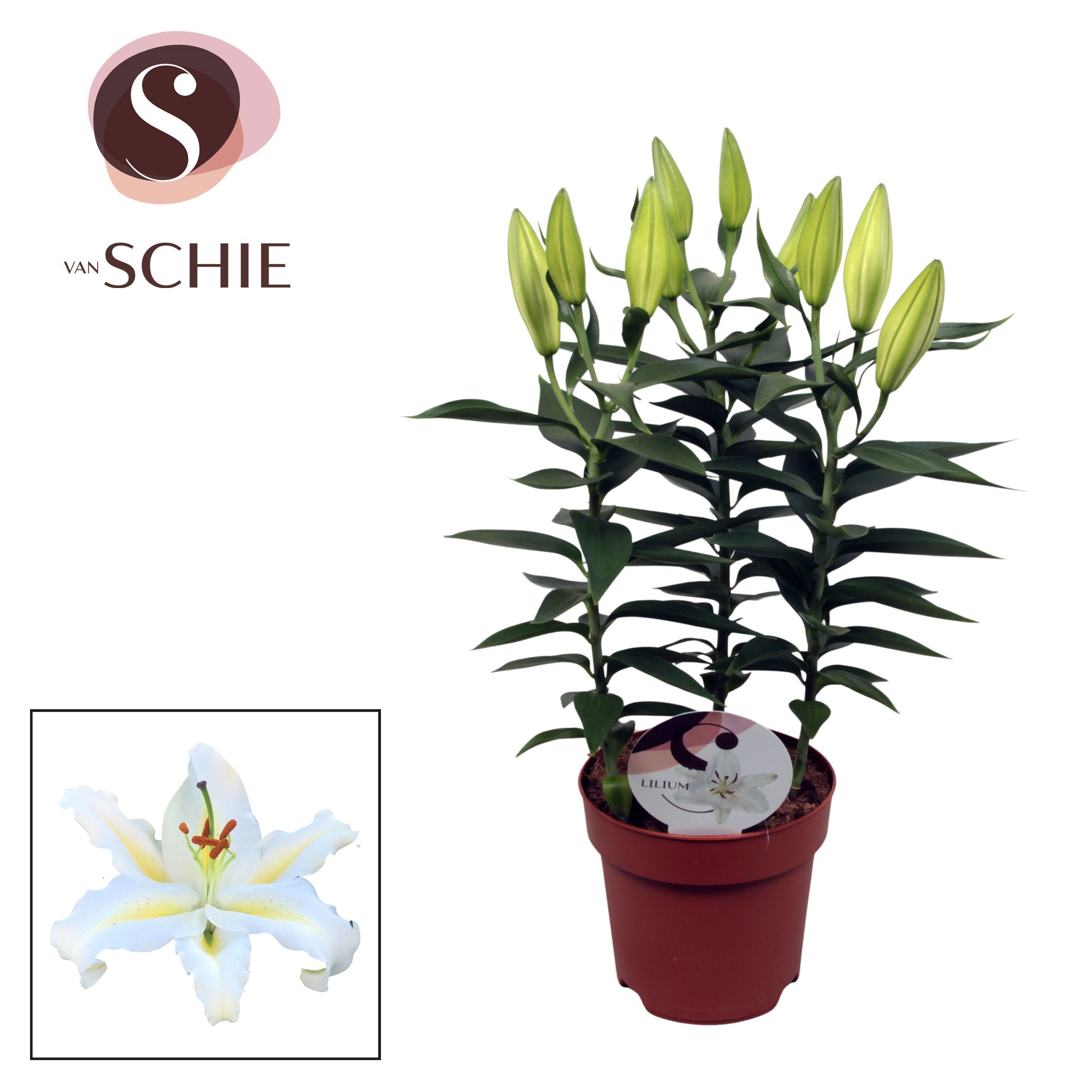 Горшечные цветы и растения оптом Lilium Or Starlight White 3pp от 6шт из Голландии с доставкой по России