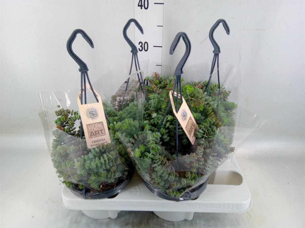 Горшечные цветы и растения оптом Crassula Marnieriana от 4шт из Голландии с доставкой по России