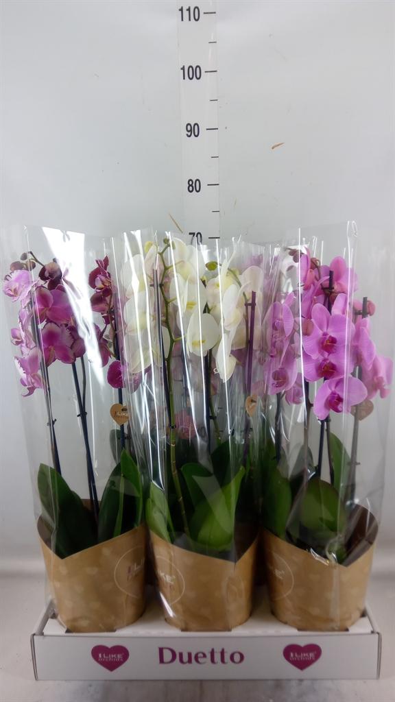 Горшечные цветы и растения оптом Phalaenopsis   ...mix от 5шт из Голландии с доставкой по России