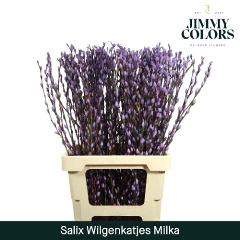 Срезанные цветы оптом Salix paint pussy willow milka от 200шт. из Голландии с доставкой по России