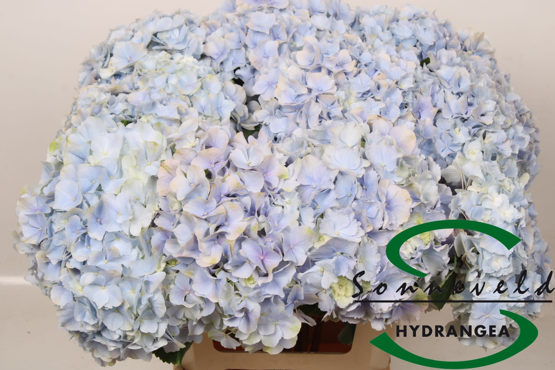 Срезанные цветы оптом Hydrangea verena blue от 10шт... из Голландии с доставкой по России