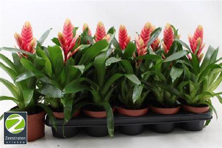 Горшечные цветы и растения оптом Vries Madonna от 10шт из Голландии с доставкой по России