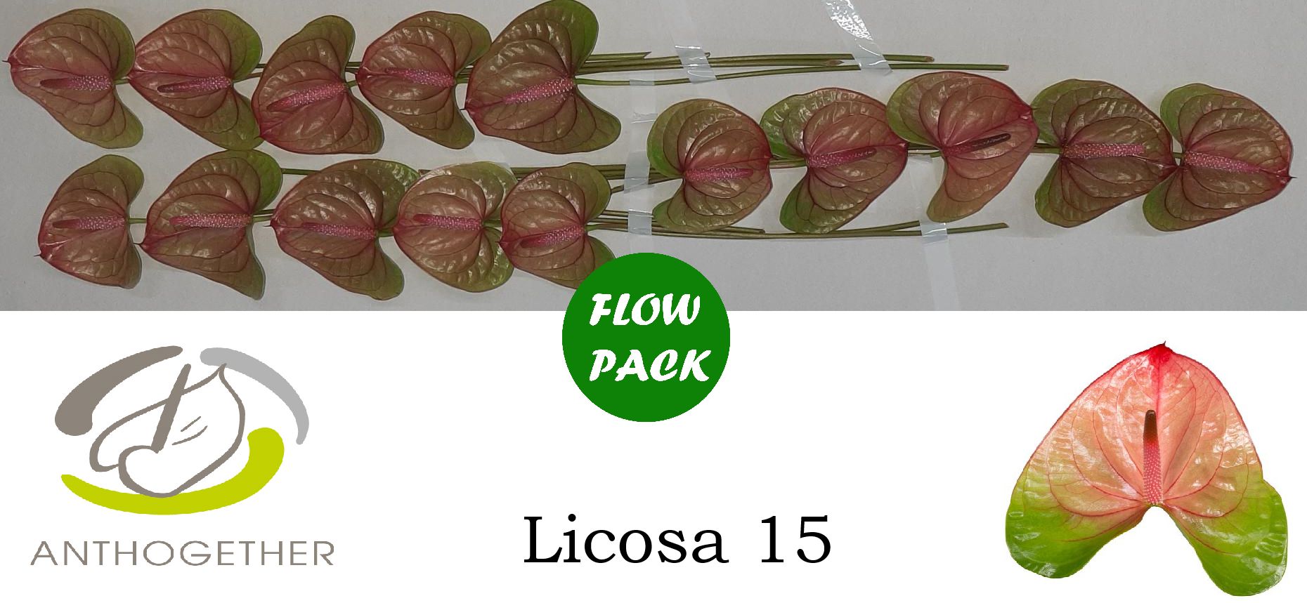 Срезанные цветы оптом Anthurium licosa 312 от 15шт из Голландии с доставкой по России