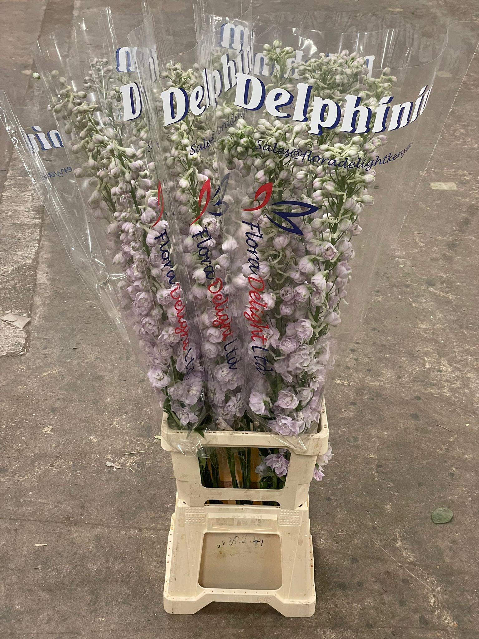 Срезанные цветы оптом Delphinium do el dewi pink spijker от 25шт из Голландии с доставкой по России