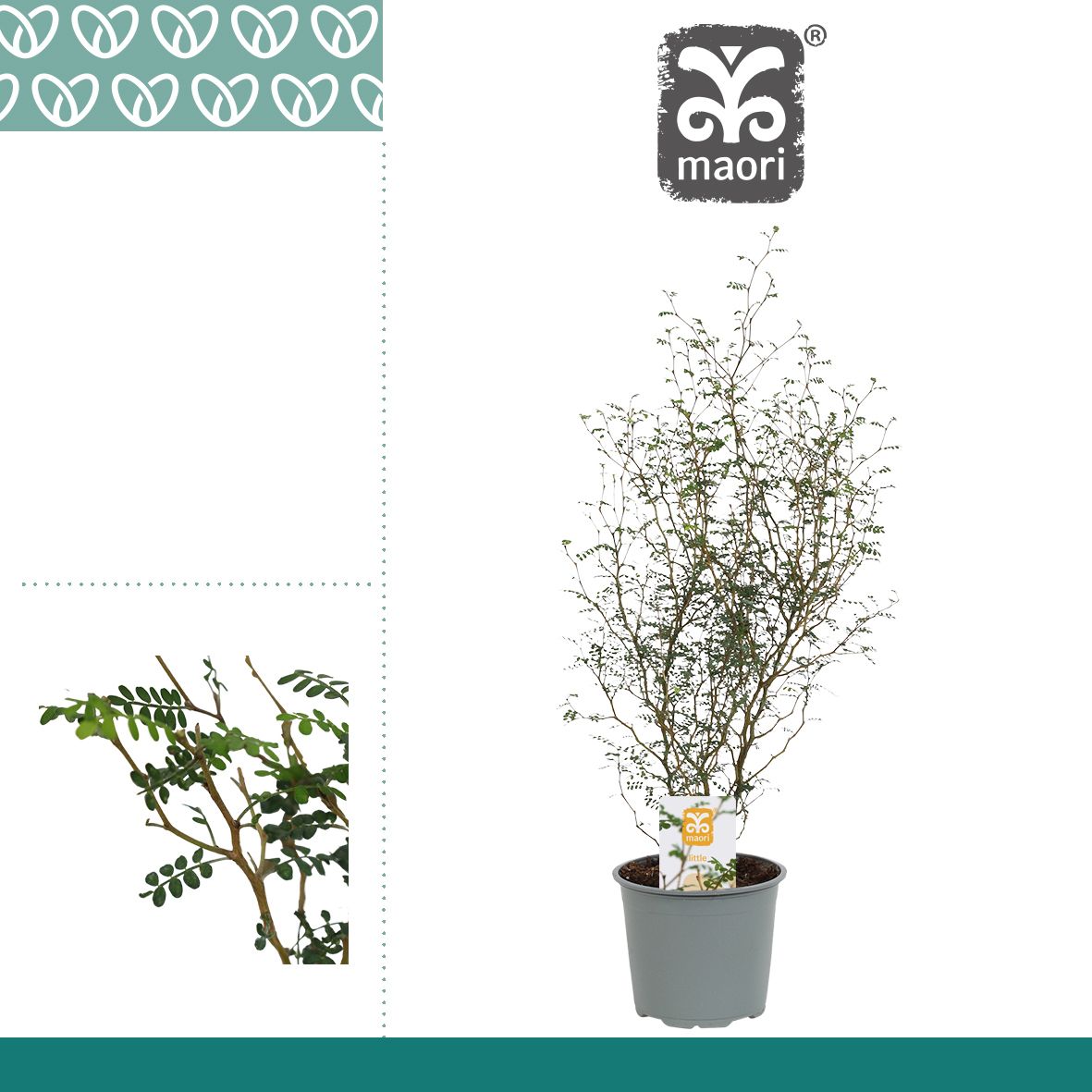 Горшечные цветы и растения оптом Sophora Maori Little Baby от 10шт из Голландии с доставкой по России