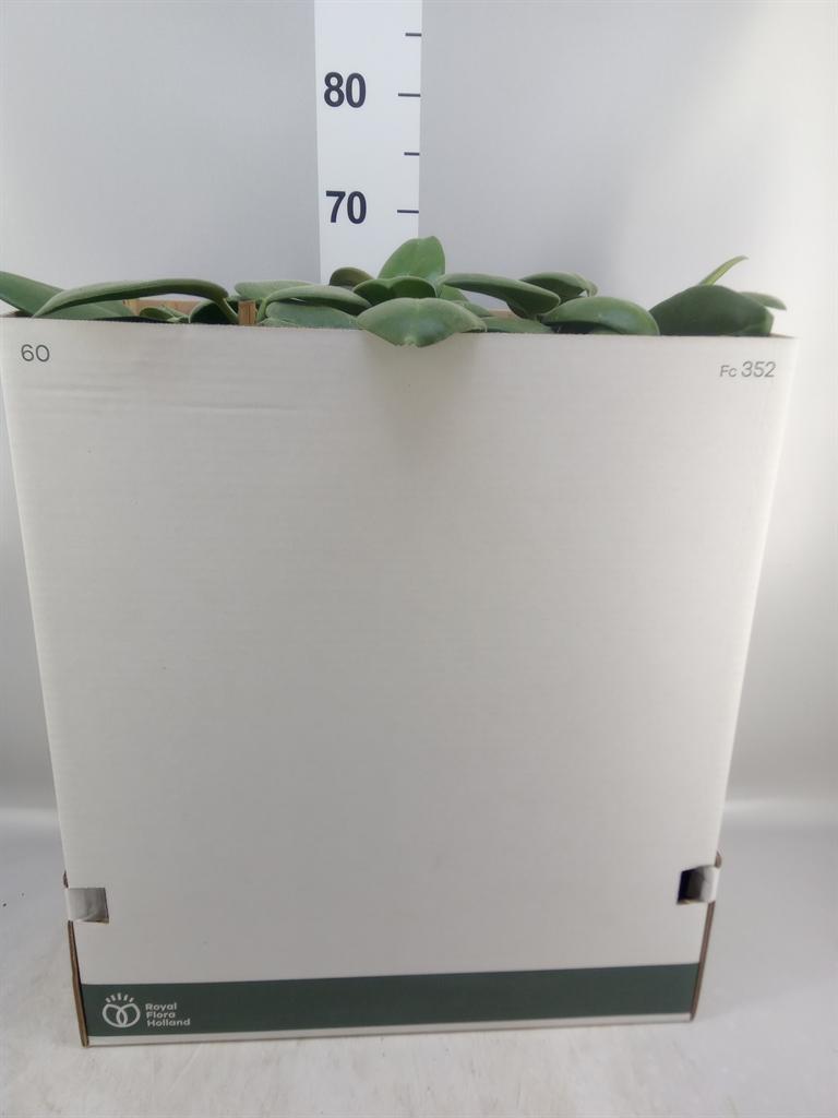 Горшечные цветы и растения оптом Hoya Calycina stargazer от 5шт из Голландии с доставкой по России