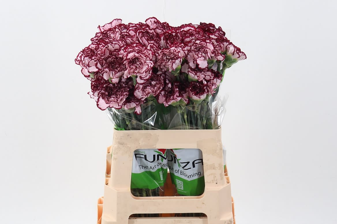 Срезанные цветы оптом Dianthus st perfect от 80шт из Голландии с доставкой по России
