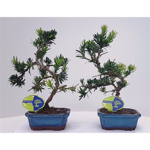 Горшечные цветы и растения оптом Bonsai Podocarpus Macrophyllus Shape Without Dri от 8шт из Голландии с доставкой по России