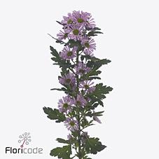 Срезанные цветы оптом Chrys sa bluff от 75шт из Голландии с доставкой по России