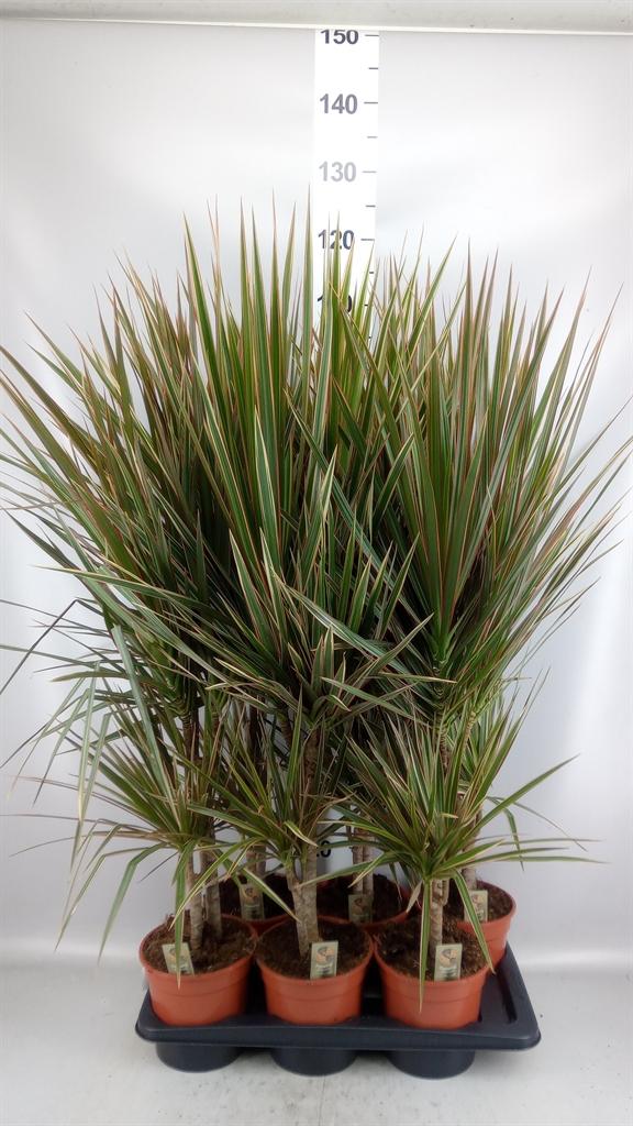Горшечные цветы и растения оптом Dracaena Marg. bicolor от 6шт из Голландии с доставкой по России