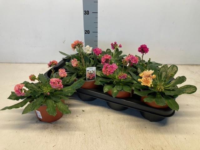 Горшечные цветы и растения оптом Lewi Co Elise Gem от 7шт из Голландии с доставкой по России