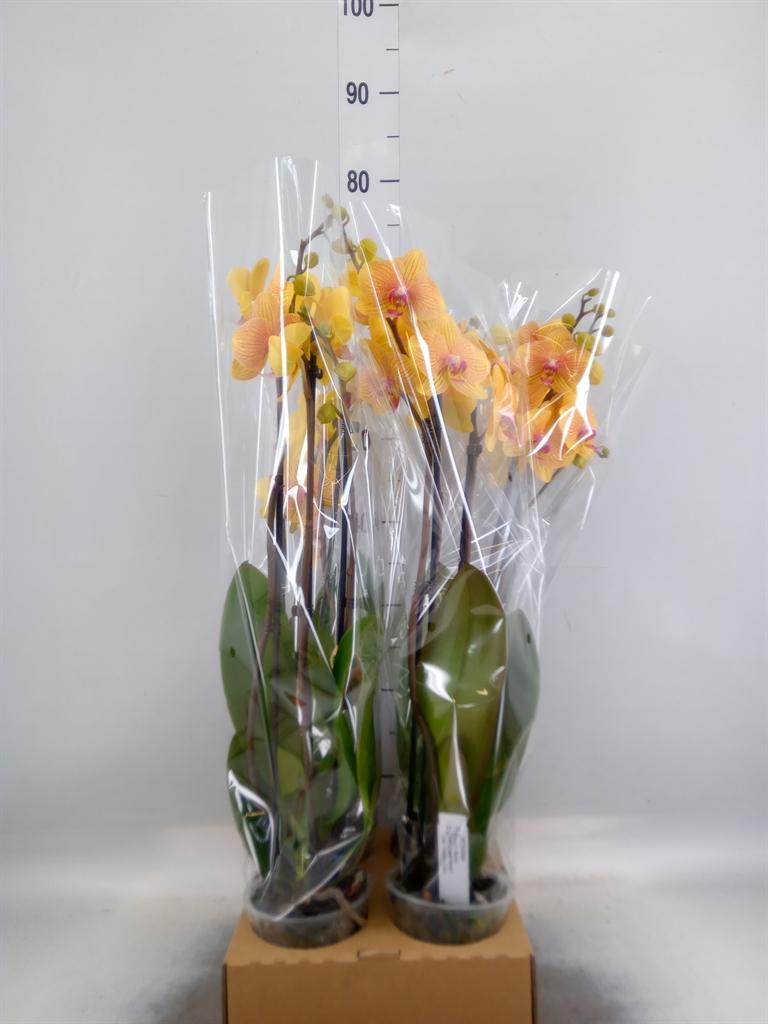 Горшечные цветы и растения оптом Phalaenopsis   ...orange от 4шт из Голландии с доставкой по России