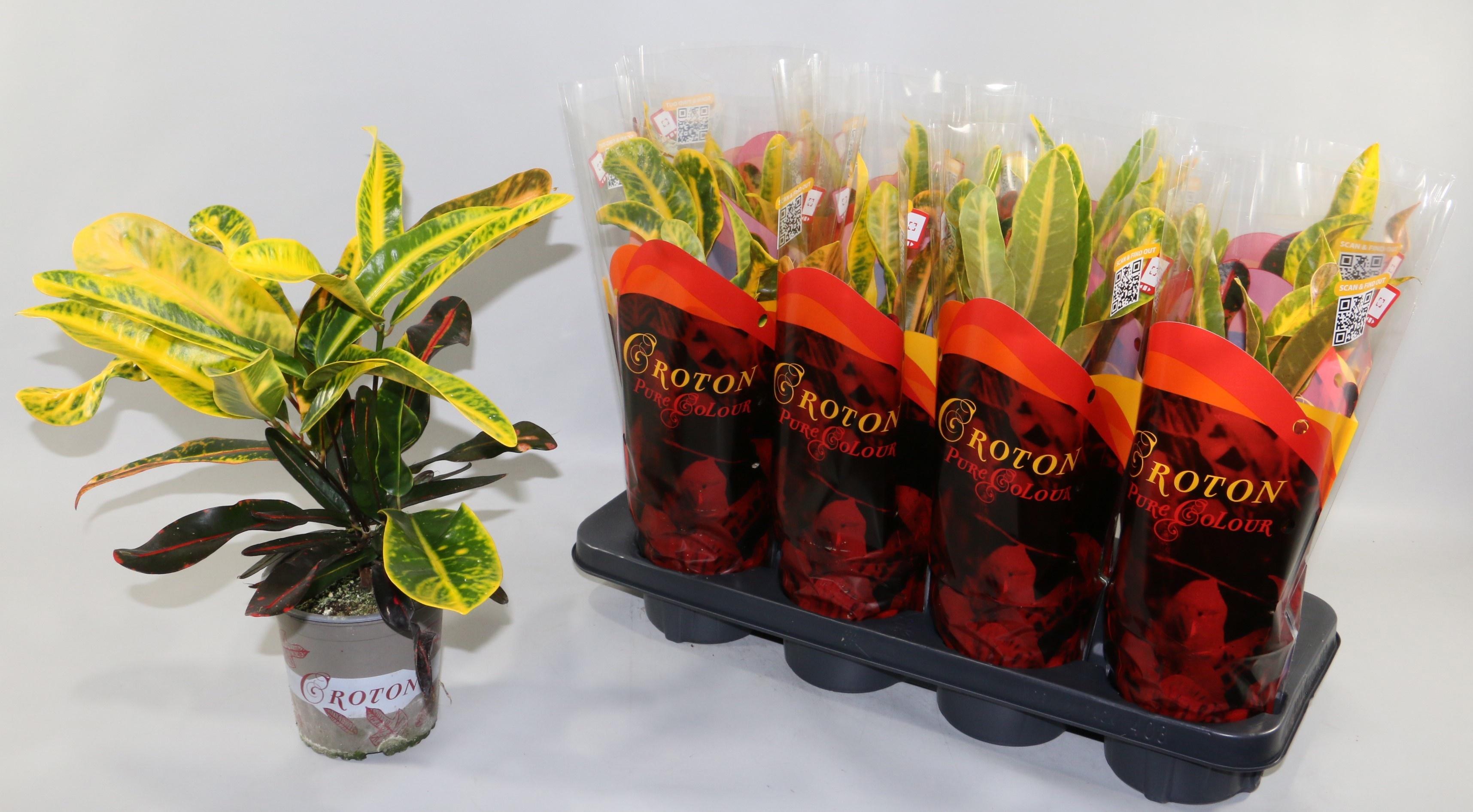 Горшечные цветы и растения оптом Cod Gr Mammi от 8шт из Голландии с доставкой по России