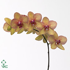 Срезанные цветы оптом Phalaenopsis golden treasure (per stem) от 25шт из Голландии с доставкой по России