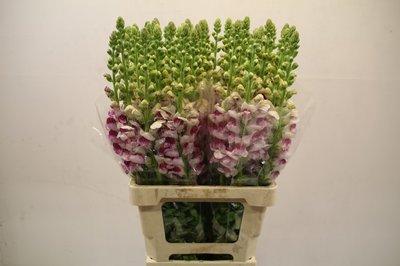 Срезанные цветы оптом Antirrhinum potamac bicolore purple от 100шт из Голландии с доставкой по России