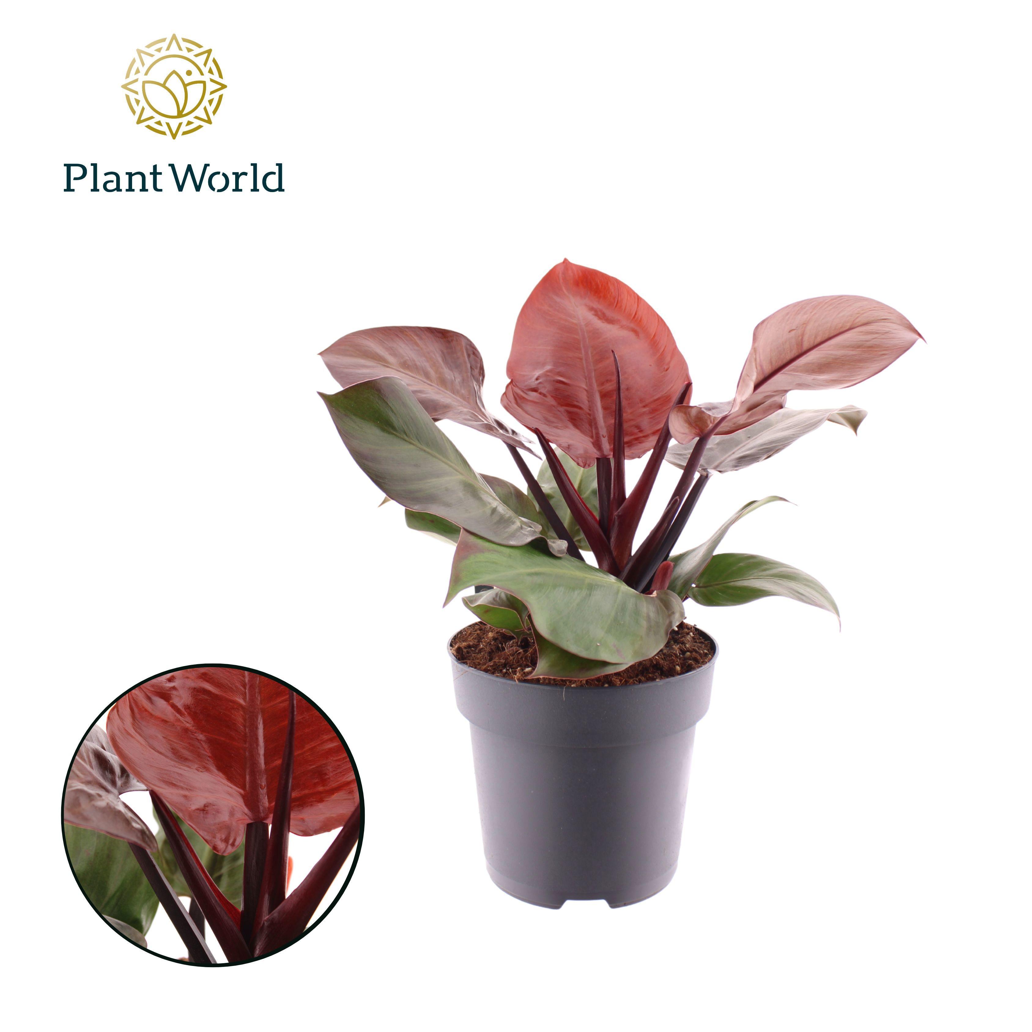 Горшечные цветы и растения оптом Philodendron Cherry Red от 5шт из Голландии с доставкой по России