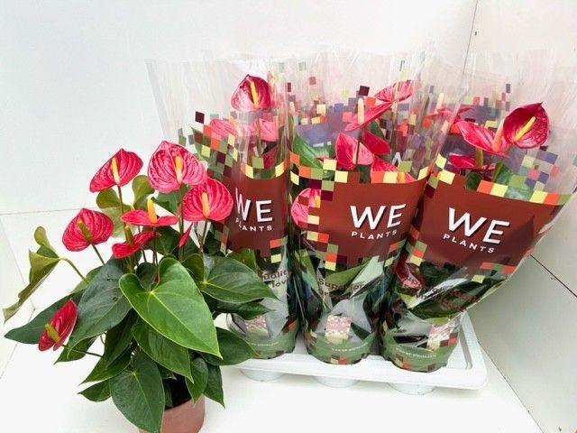 Горшечные цветы и растения оптом Anthurium Tremendo от 6шт из Голландии с доставкой по России