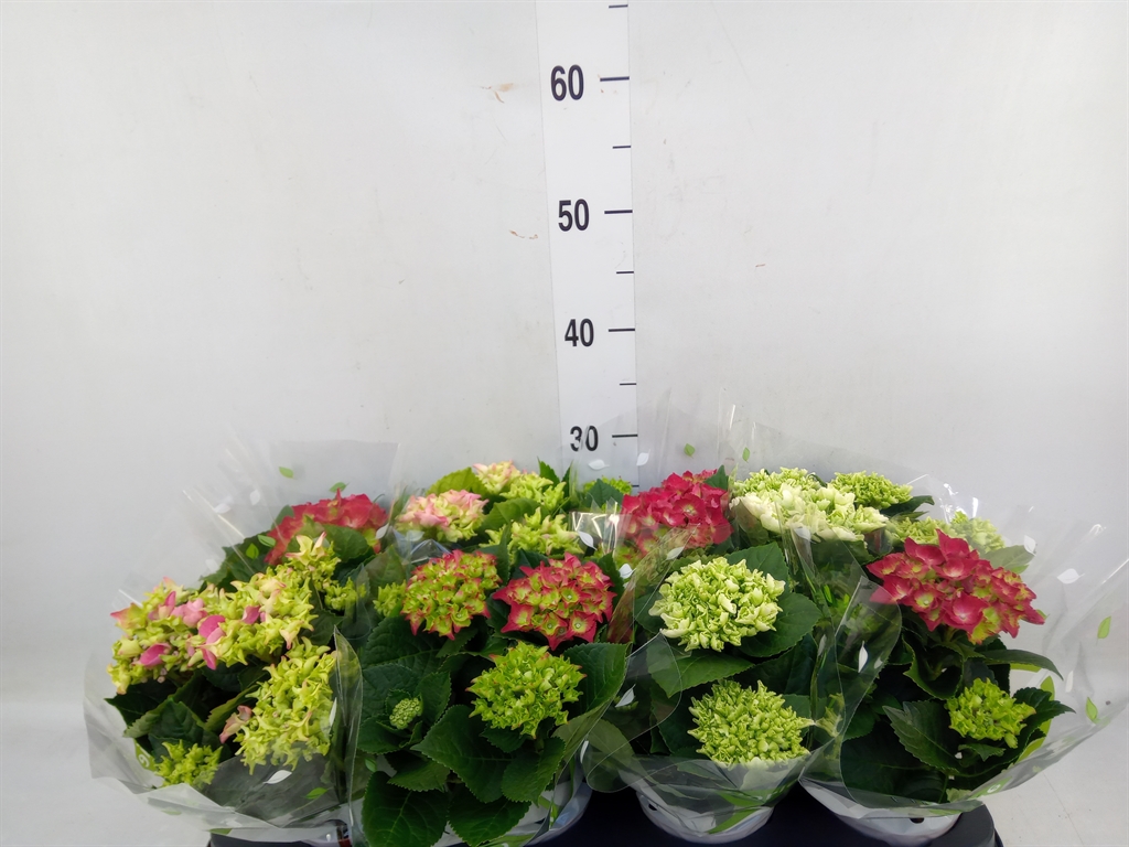 Горшечные цветы и растения оптом Hydrangea Mac.   ...mix от 8шт из Голландии с доставкой по России