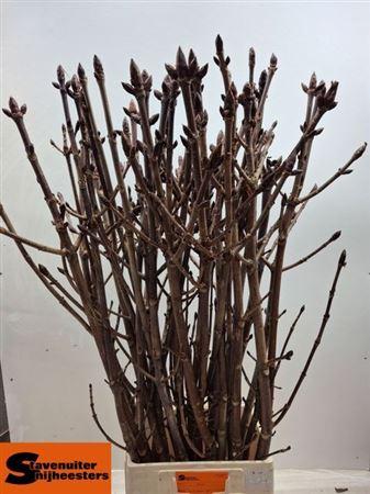 Срезанные цветы оптом Aesculus stem bronze (chestnut) от 40шт из Голландии с доставкой по России