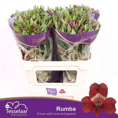 Срезанные цветы оптом Alstroemeria rumba от 60шт из Голландии с доставкой по России