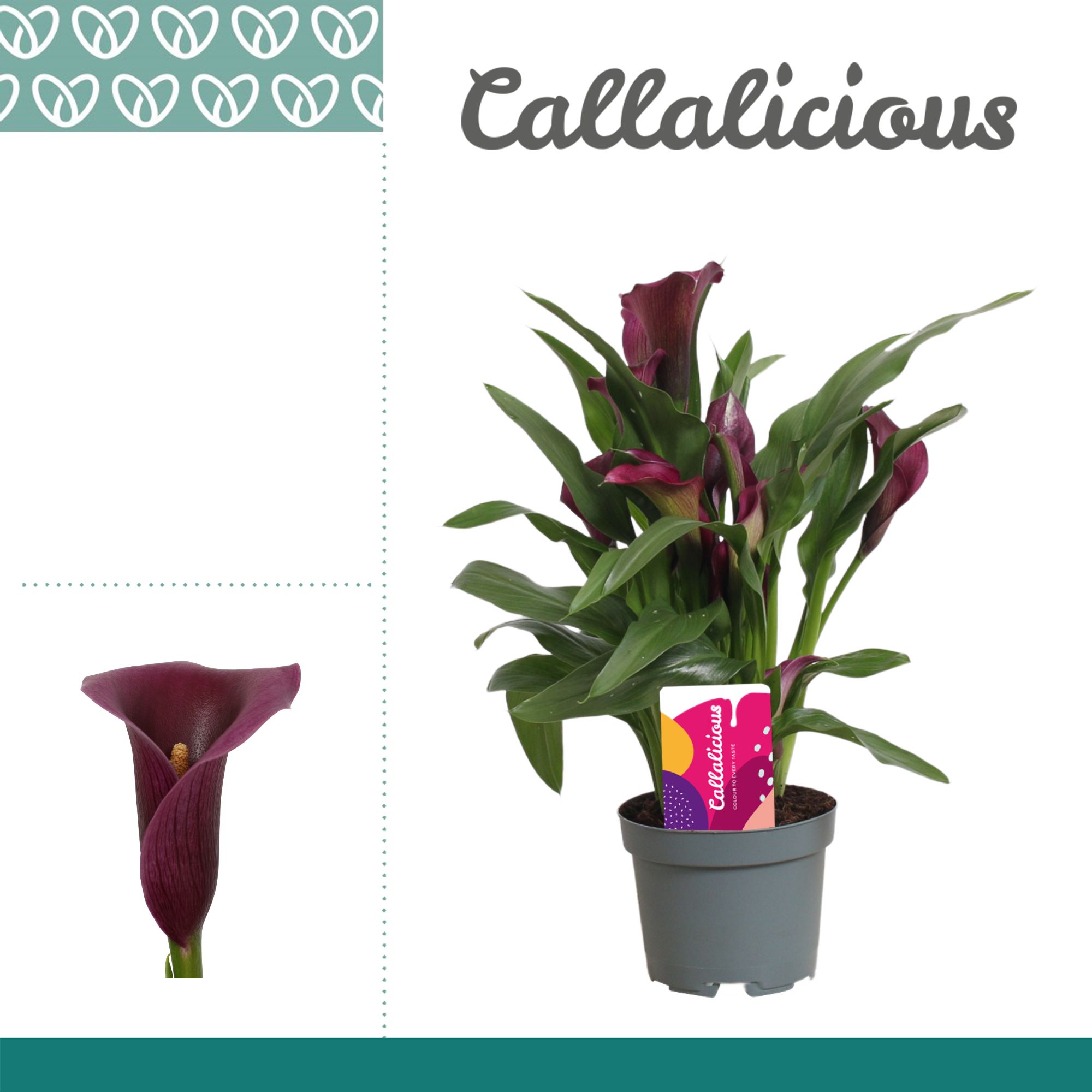 Горшечные цветы и растения оптом Zantedeschia Purple Grape Velvet от 12шт из Голландии с доставкой по России