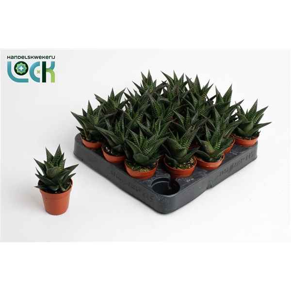 Горшечные цветы и растения оптом Haworthia Limifolia от 30шт из Голландии с доставкой по России