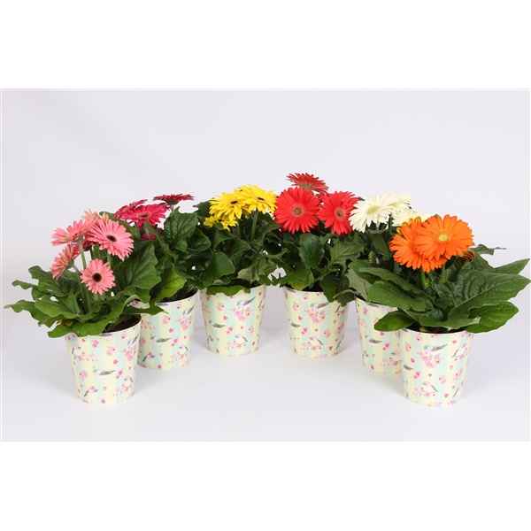 Горшечные цветы и растения оптом Gerbera Mix 2+ In Flower Heart Cup от 6шт из Голландии с доставкой по России